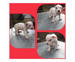 Pitbull puppies | free-classifieds-usa.com - 3