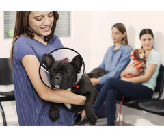 Top Pet Pain Management | free-classifieds-usa.com - 1