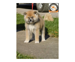 Japanese akita puppies | free-classifieds-usa.com - 1