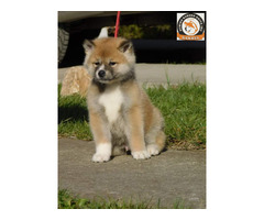 Japanese akita puppies | free-classifieds-usa.com - 3