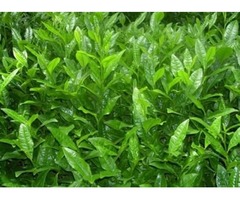 Buy Matcha Green Tea at Affordable Price | free-classifieds-usa.com - 1