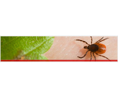 Mosquito Control in Topsfield MA | free-classifieds-usa.com - 1