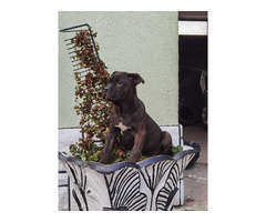 Cane corso puppies | free-classifieds-usa.com - 1