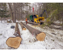  Tree Cutting Service | Sioux Falls Tree Service | free-classifieds-usa.com - 1