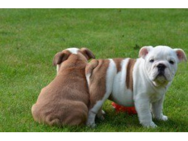 English Bulldog Puppies For Sale In Michigan change comin
