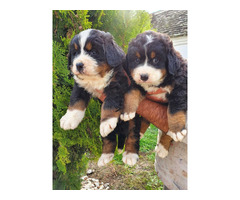 Bernese Mountain Dog puppies | free-classifieds-usa.com - 1