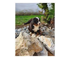 Bernese Mountain Dog puppies | free-classifieds-usa.com - 2