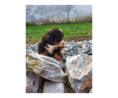 Bernese Mountain Dog puppies | free-classifieds-usa.com - 3
