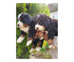 Bernese Mountain Dog puppies | free-classifieds-usa.com - 4