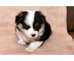 Pembroke Welsh Corgi puppies  | free-classifieds-usa.com - 1