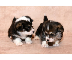 Pembroke Welsh Corgi puppies  | free-classifieds-usa.com - 2