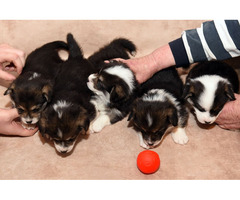 Pembroke Welsh Corgi puppies  | free-classifieds-usa.com - 3
