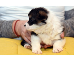 Pembroke Welsh Corgi puppies  | free-classifieds-usa.com - 4