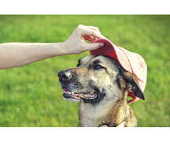 Columbus Ohio Dog Training Services | free-classifieds-usa.com - 1