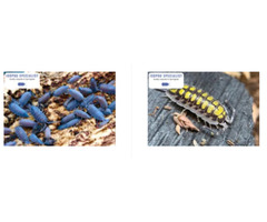 Porcellio Isopods for Sale Online with Free Shipping | free-classifieds-usa.com - 1