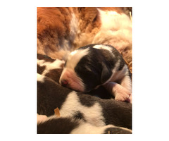 Saint Bernard puppies | free-classifieds-usa.com - 1