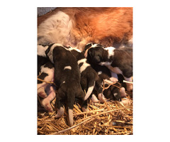 Saint Bernard puppies | free-classifieds-usa.com - 4