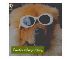 Register Emotional Support Dog | pdscenter | free-classifieds-usa.com - 1