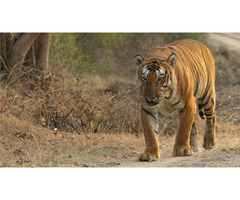 Book Your Customised Bandipur National Park Safari Packages | free-classifieds-usa.com - 1