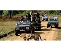 Book Your Customised Bandipur National Park Safari Packages | free-classifieds-usa.com - 2