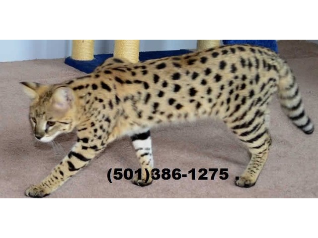 Рассмотрите фотографию пятнистой кошки породы бенгальская. Сибирская кошка Саванна. Бенгальская кошка f1. Кошка леопардового окраса Саванна. Саванна кошка 2 поколение.