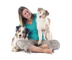 Best Online Dog Training Services in Albany NY | free-classifieds-usa.com - 1