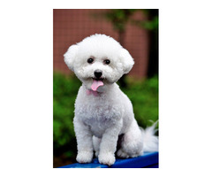 BICHON FRISE PUPPIES FOR SALE | free-classifieds-usa.com - 1