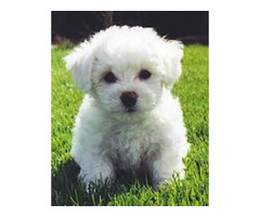 BICHON FRISE PUPPIES FOR SALE | free-classifieds-usa.com - 2