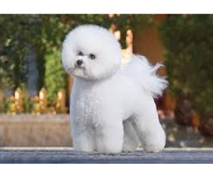 BICHON FRISE PUPPIES FOR SALE | free-classifieds-usa.com - 3