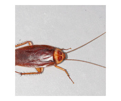Cockroach Control service in Bradenton | free-classifieds-usa.com - 1