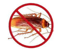 Cockroach Control service in Bradenton | free-classifieds-usa.com - 2