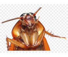 Cockroach Control service in Bradenton | free-classifieds-usa.com - 3