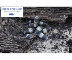 Isopods and Springtails for Sale Online- Isopod Specialist | free-classifieds-usa.com - 1