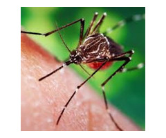 Mosquito and Ticks Control, North Andover | free-classifieds-usa.com - 1