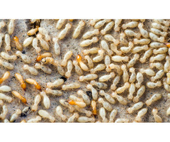 Best Dry wood Termite Control service in Bradenton FL | free-classifieds-usa.com - 1