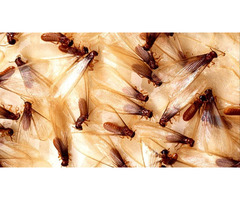 Best Dry wood Termite Control service in Bradenton FL | free-classifieds-usa.com - 2