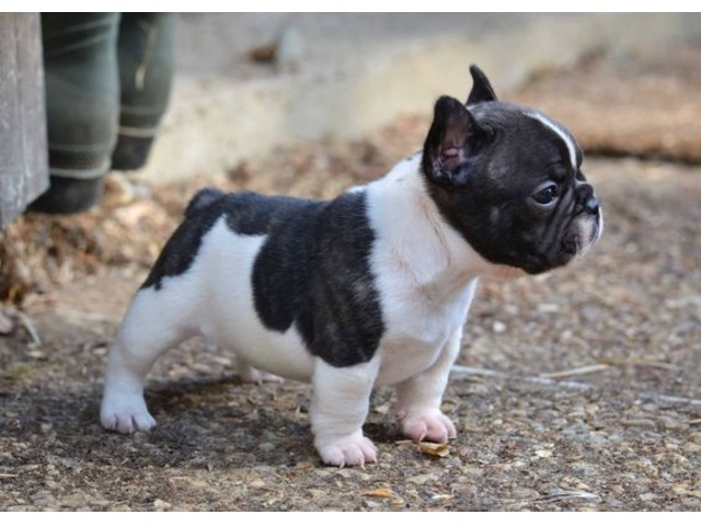 Lovely FRENCH BULLDOG puppies! Animals Barkhamsted