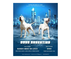 Dogo Argentino puppies | free-classifieds-usa.com - 1