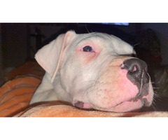Dogo Argentino puppies | free-classifieds-usa.com - 4