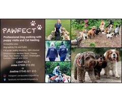 pawfect dog walker and pet sitting in tiverton | free-classifieds-usa.com - 3