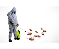 Do you Need the Best Cockroach Control Expert in Bradenton? | free-classifieds-usa.com - 1