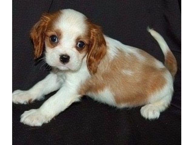 23+ Cavalier King Charles Spaniels For Sale In Ohio