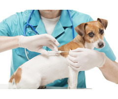 Pet Vaccination Services  in Newburgh | free-classifieds-usa.com - 1