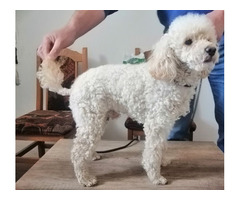 Toy poodle boy for sale | free-classifieds-usa.com - 2