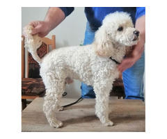 Toy poodle boy for sale | free-classifieds-usa.com - 4