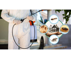 Professional Termite And Pest Control Expert in Bradenton | free-classifieds-usa.com - 1