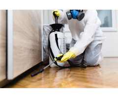 Best Offers Pest Control Services in Bradenton | free-classifieds-usa.com - 1