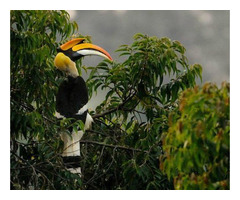 Book Your Customised Jim Corbett National Park Safari Packages | free-classifieds-usa.com - 3