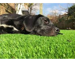 Looking for Artificial Grass for Pets? | free-classifieds-usa.com - 1