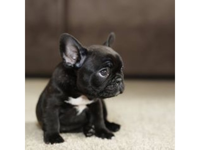 Lovely French Bulldog Puppies Animals Alfred Maine